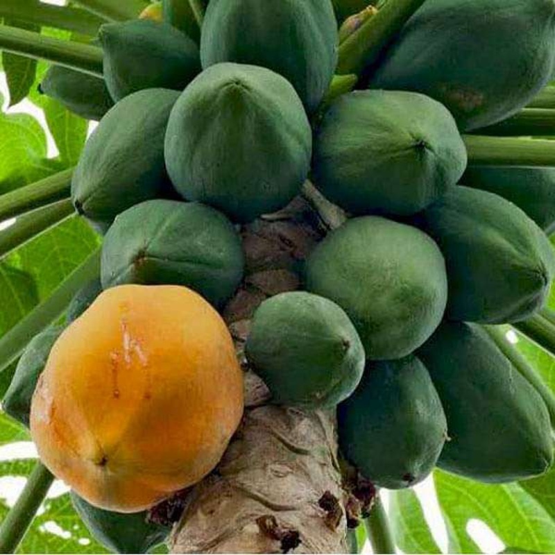 Papaya Honey dew – 0.5 kg Seeds