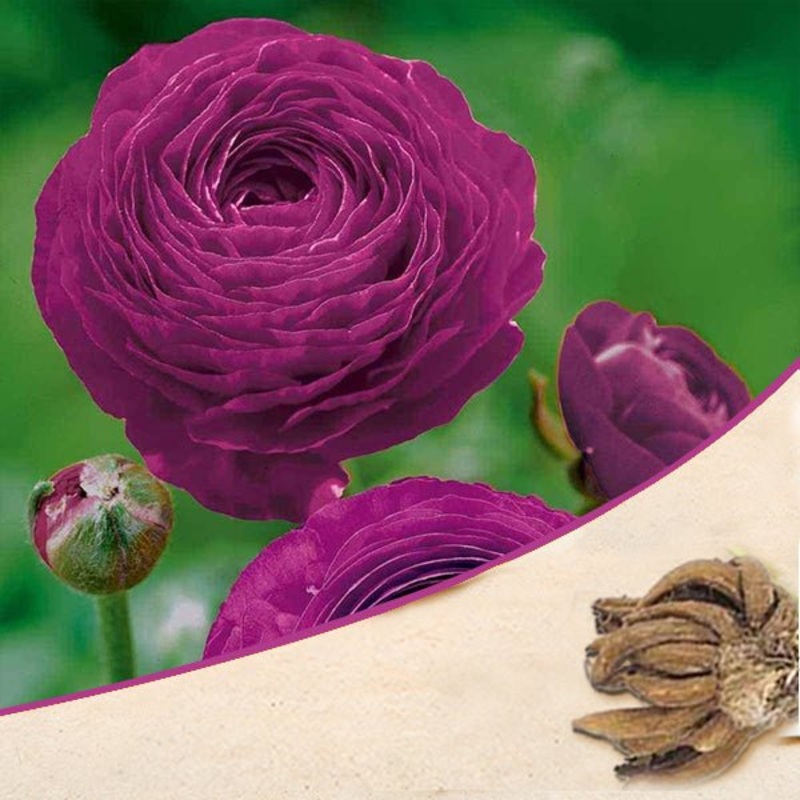 Ranunculus (Purple) – Bulbs|Set of 3|Set of 5