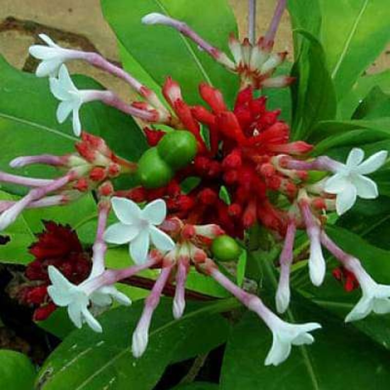 Rauwolfia serpentina – Plant