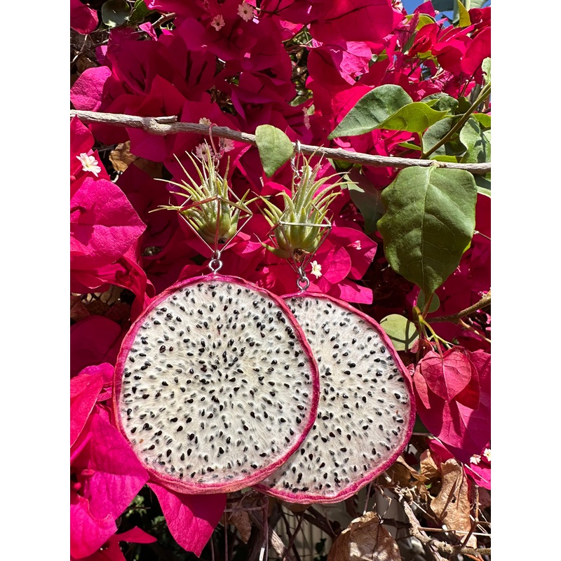 Real Dragon Fruit Air Plant Earrings: Juicy Jungle Collab with @slicesofcitrus