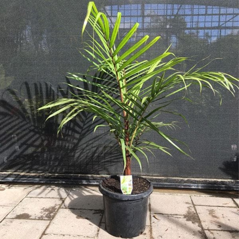 Red Neck Palm – Plant