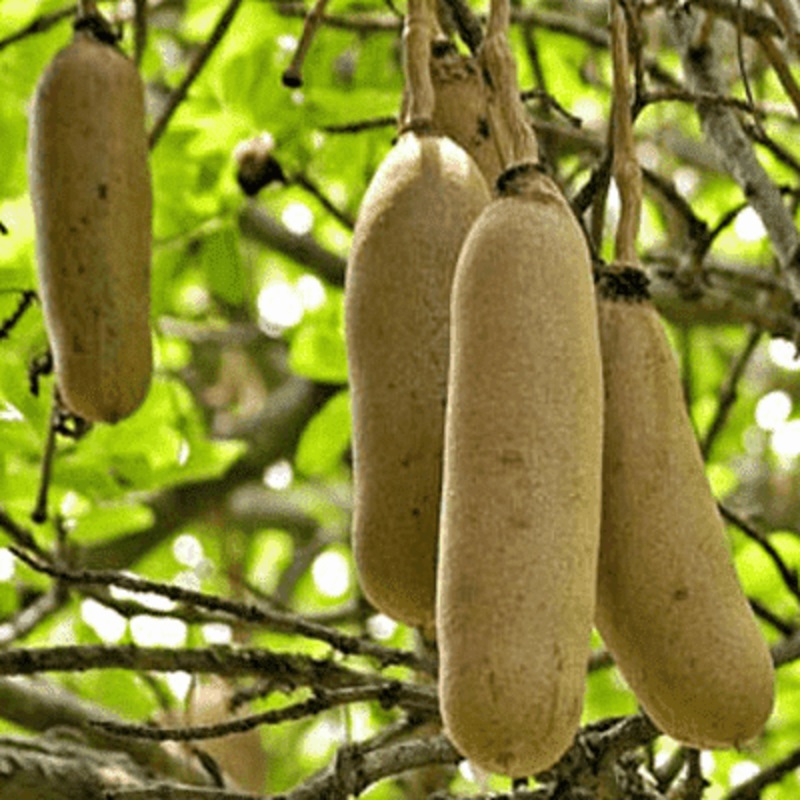 Sausage Tree, Kigelia Pinnata – Plant