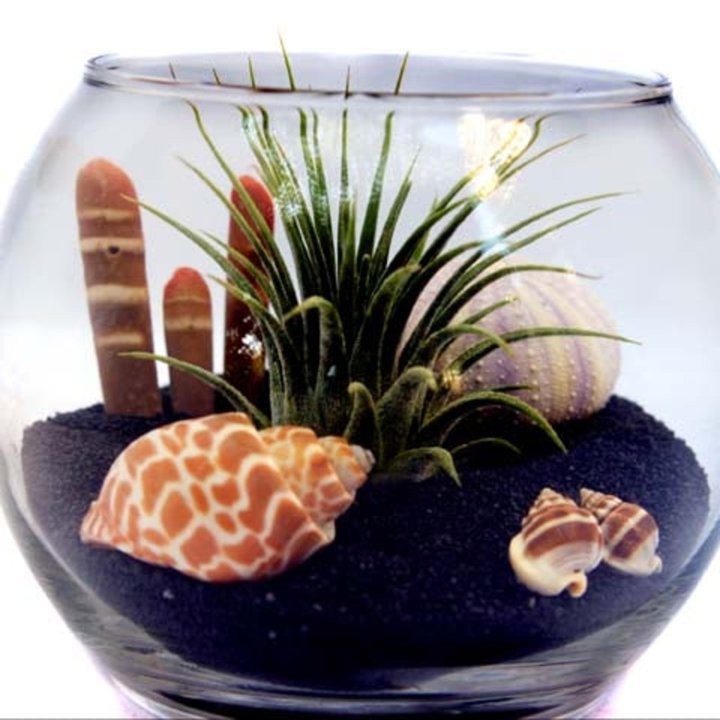 Sealife Terrarium with Tillandsia Air Plant