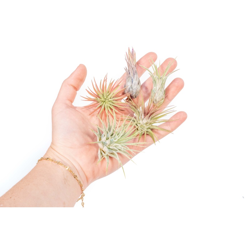 Set of 5 Tillandsia Ionantha Air Plants