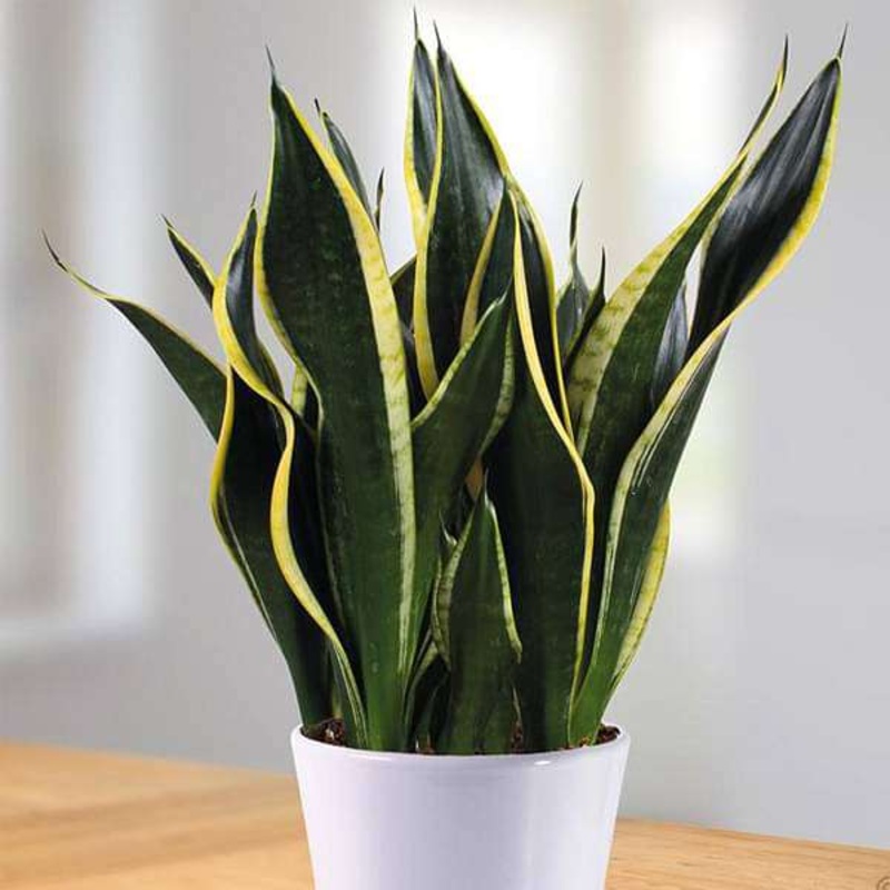 Snake Plant, Sansevieria trifasciata Black Gold – Succulent Plant