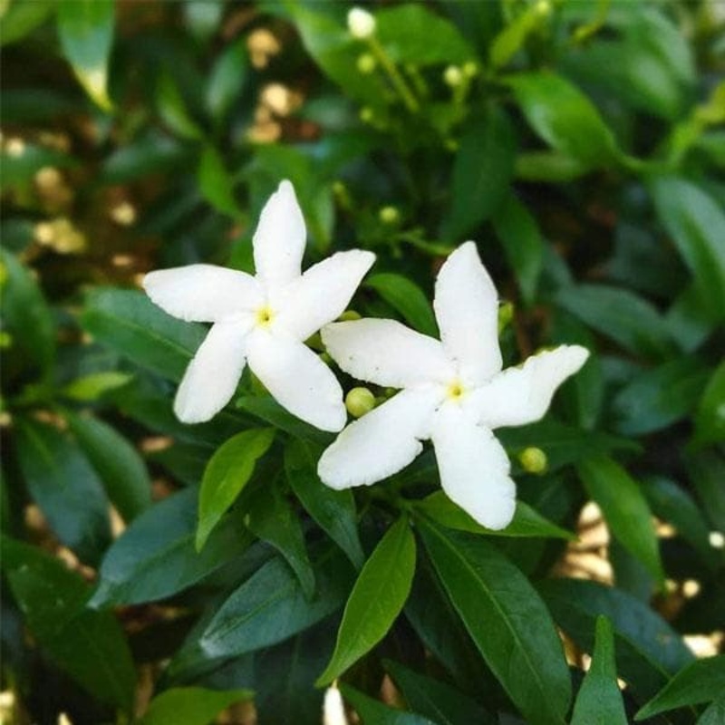 Srilankan Tagar (White) – Plant