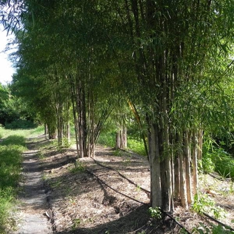 Thai Monastery Bamboo – Plant