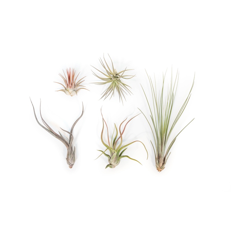The Yucatan Collection of Tillandsia Air Plants