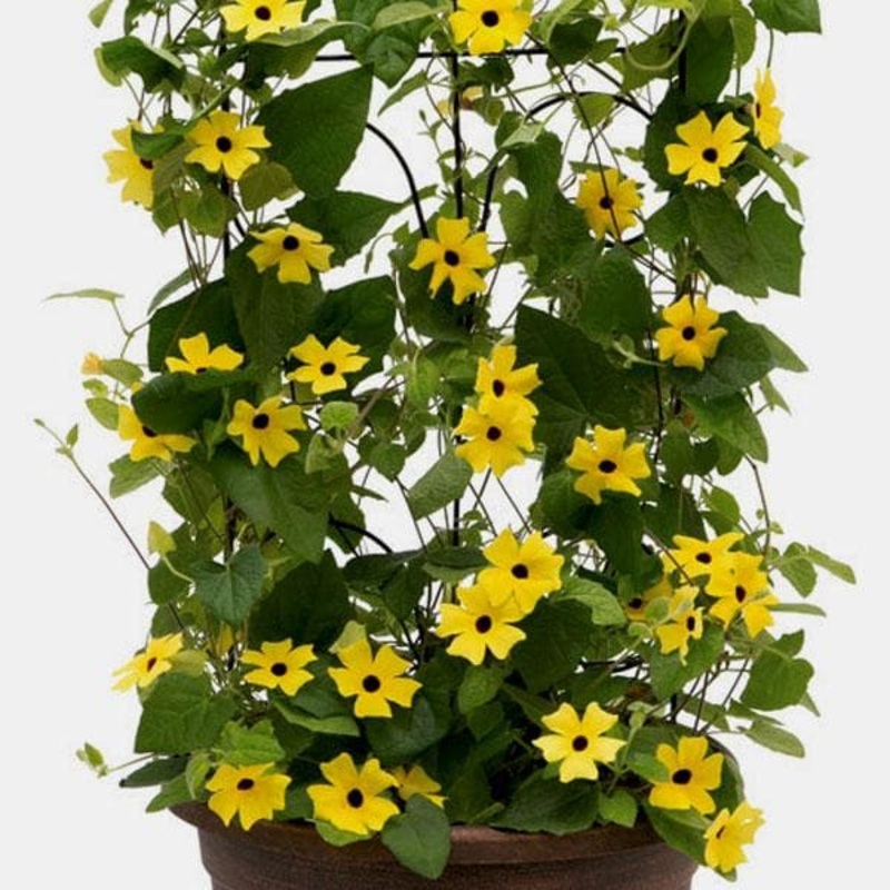 Thunbergia Alata (Yellow) – Plant