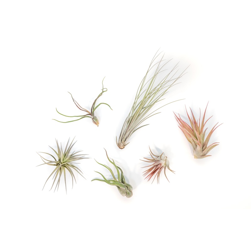 Tillandsia Air Plant Grab Bag – 6 Small Plants