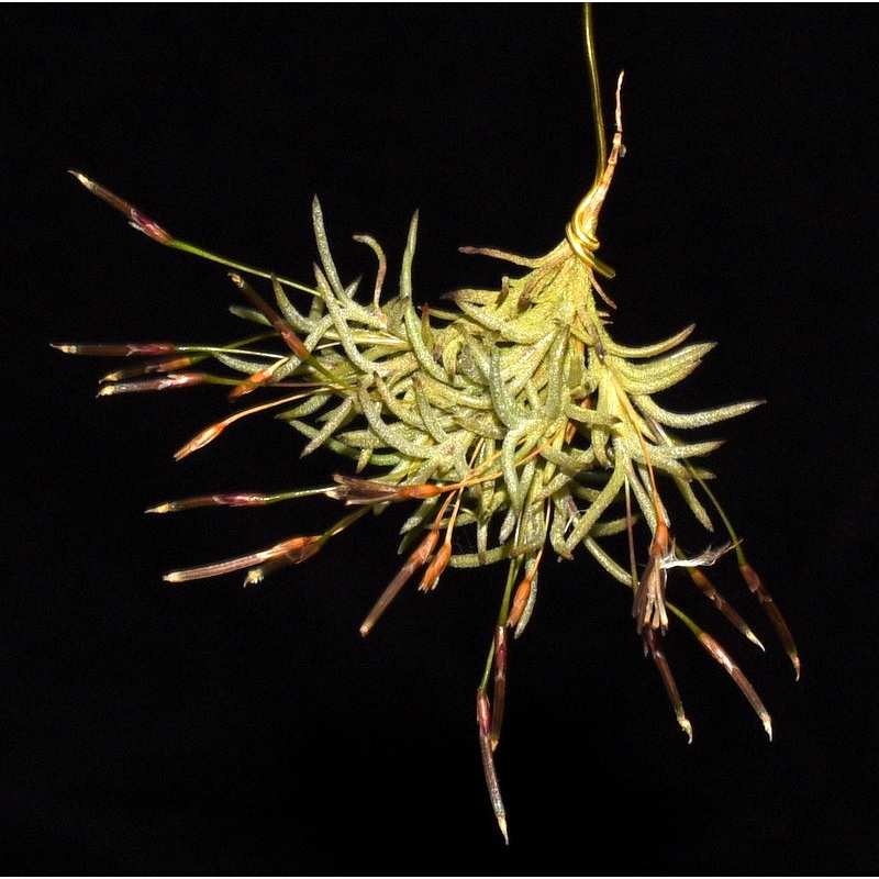 Tillandsia capillaris f. andina