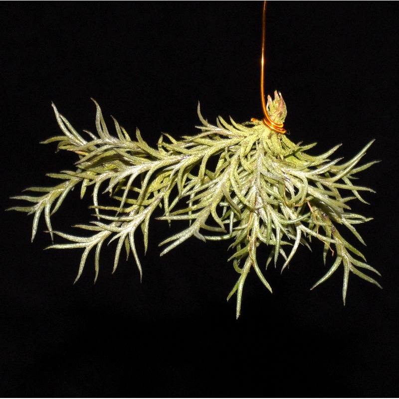 Tillandsia capillaris f. compacta