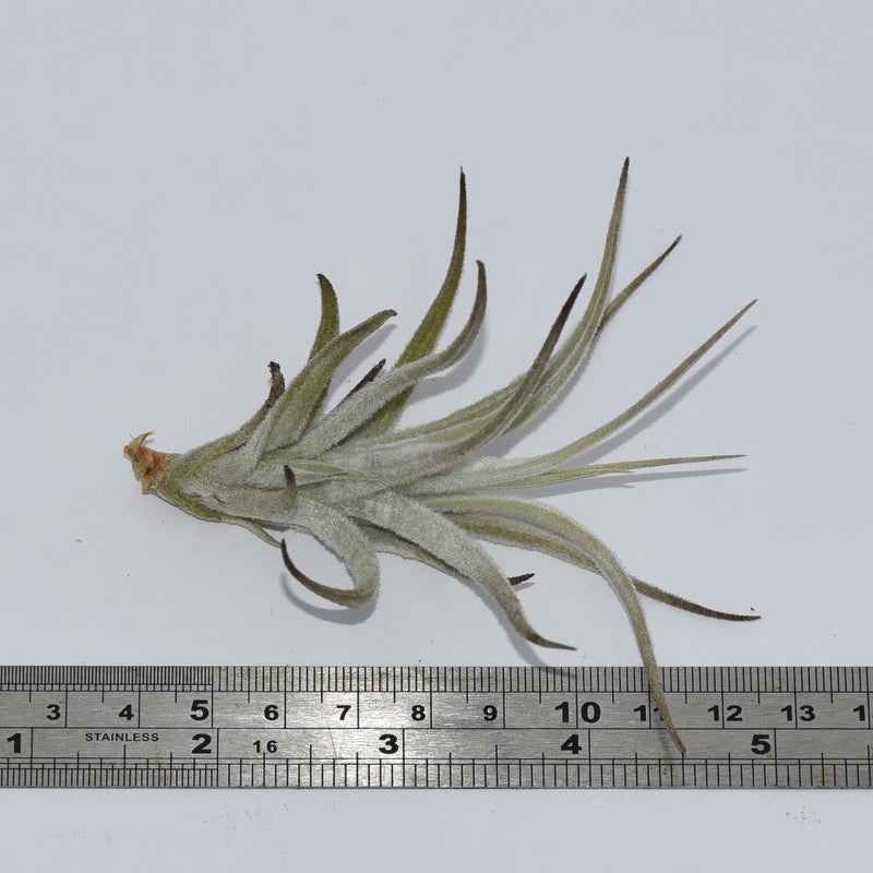 Tillandsia cardenasii