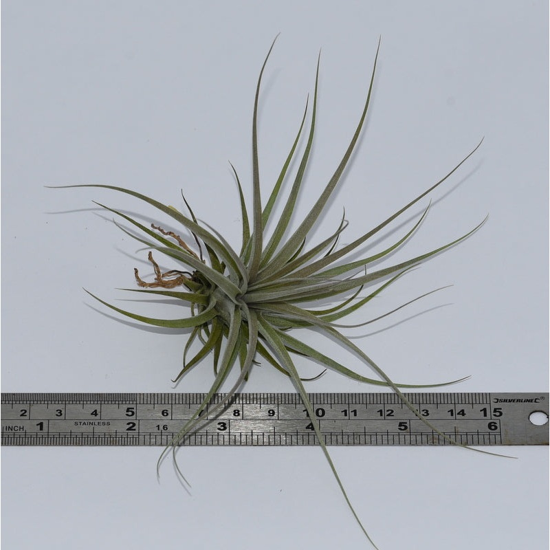 Tillandsia ‘Double Ruth’