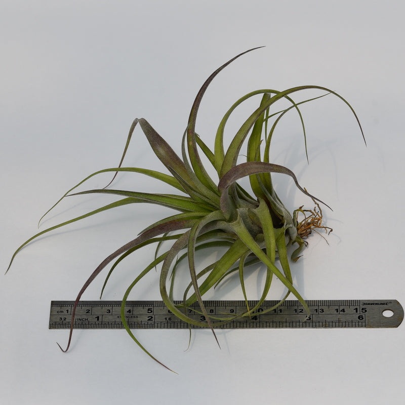 Tillandsia ‘Eric Knobloch’