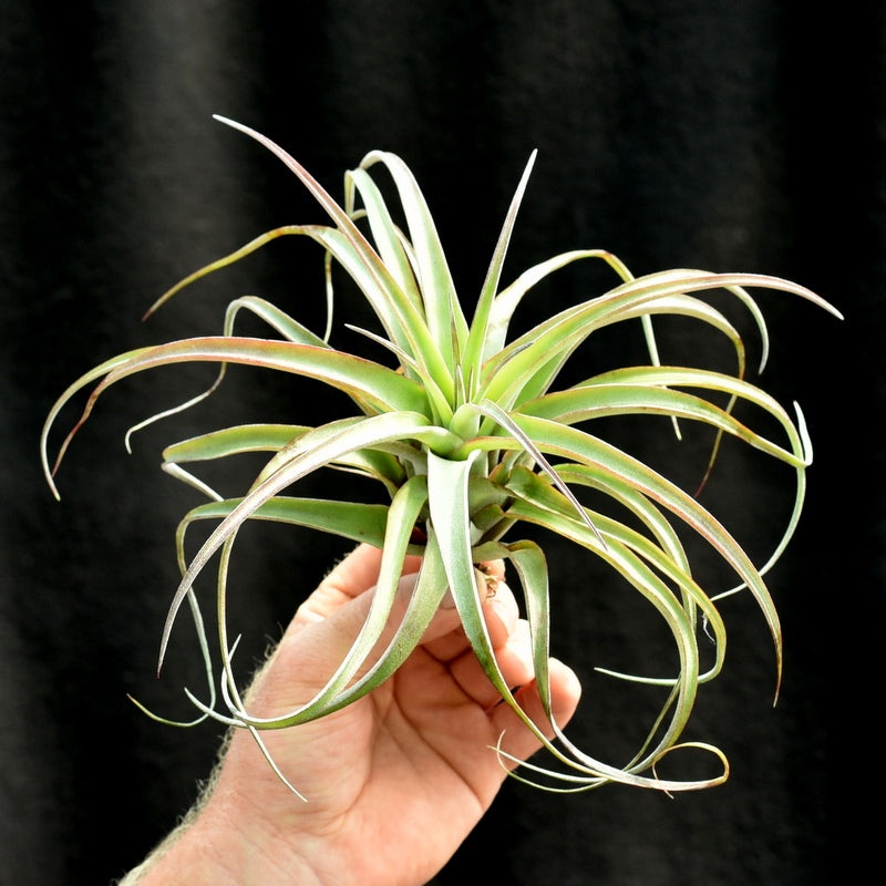 Tillandsia ‘Eric Knobloch’ Large size