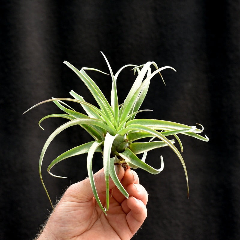 Tillandsia ‘Eric Knobloch’ Medium size