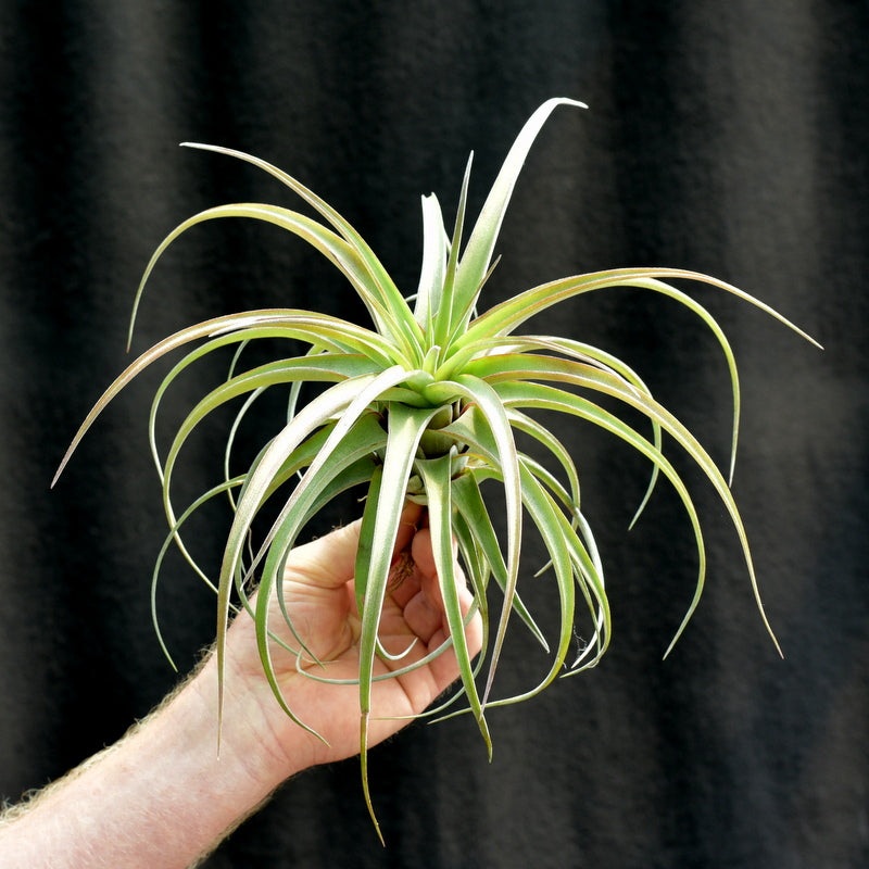 Tillandsia ‘Eric Knobloch’ XL size