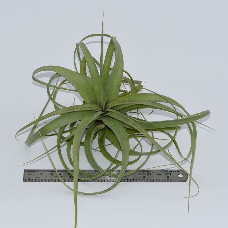 Tillandsia ‘Firestorm’