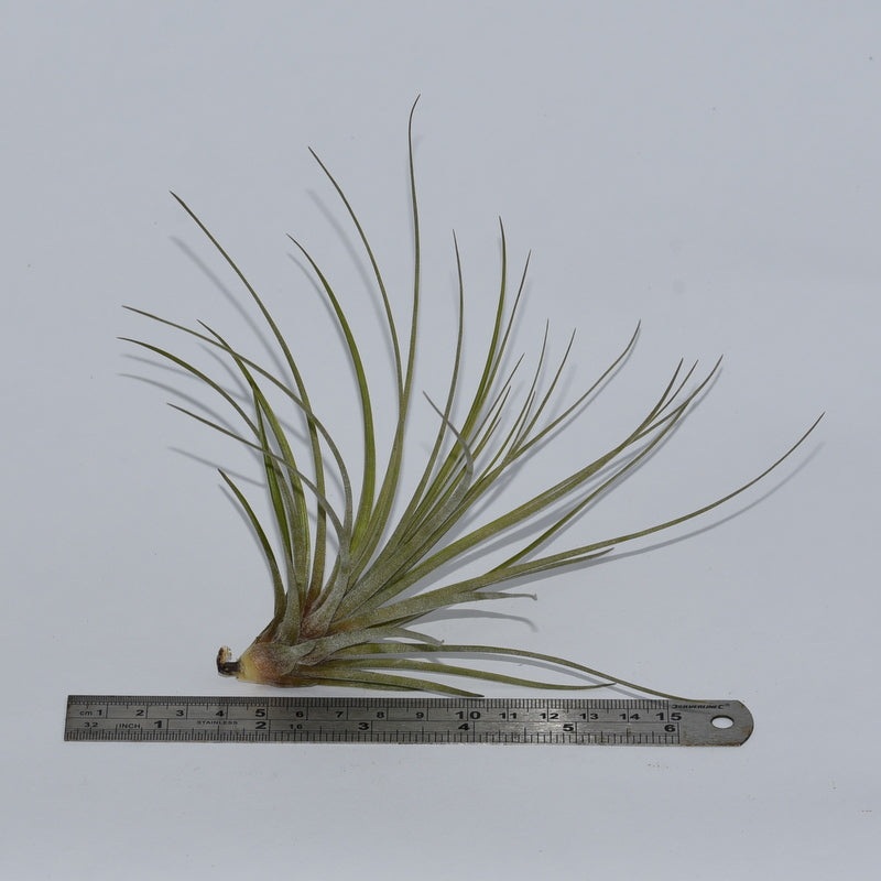 Tillandsia floribunda