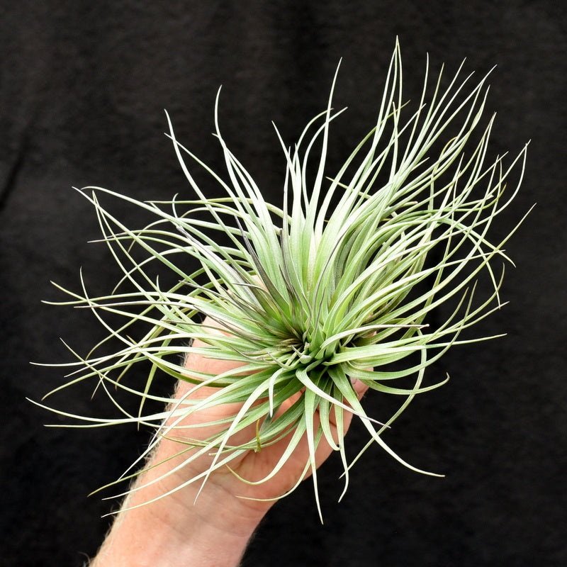 Tillandsia ‘Houston’ Specimen plants