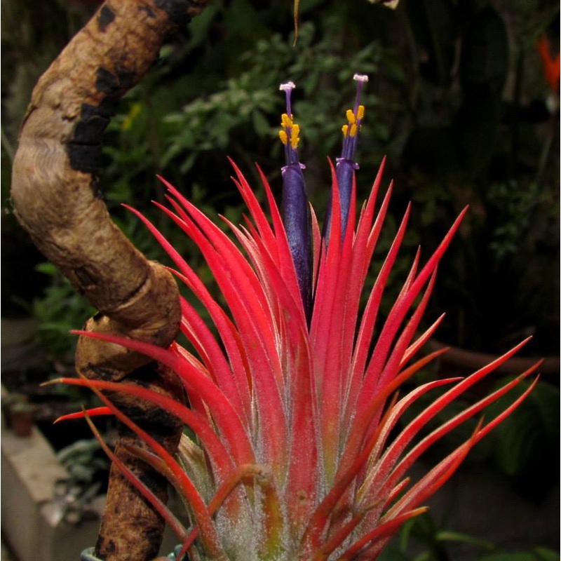 Tillandsia ionantha v. stricta
