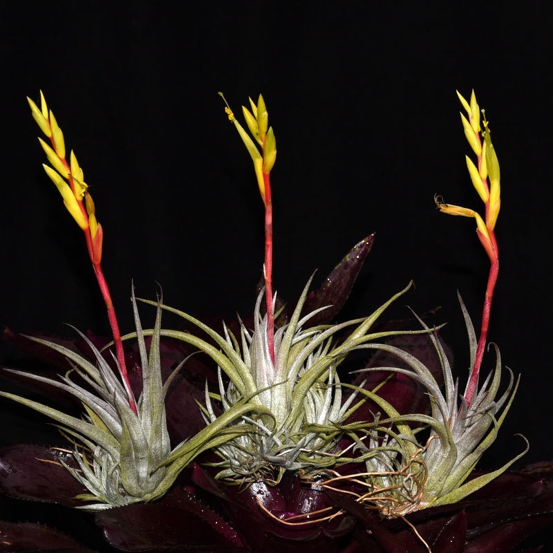 Tillandsia karwinskiana
