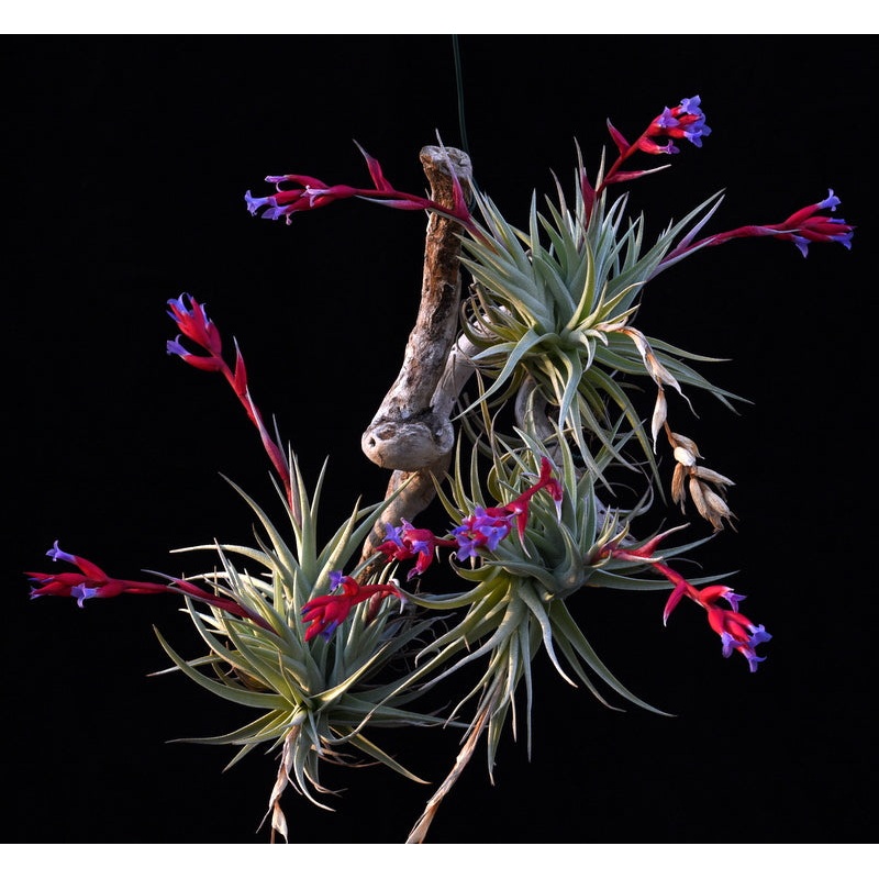Tillandsia leonamiana