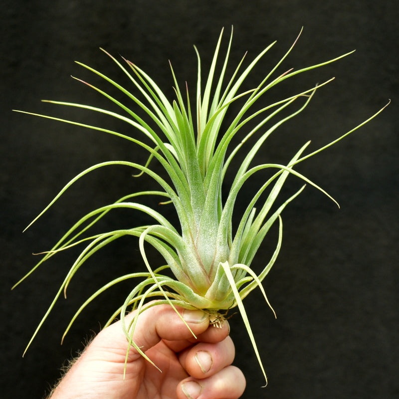 Tillandsia ‘Oh My Goodness’
