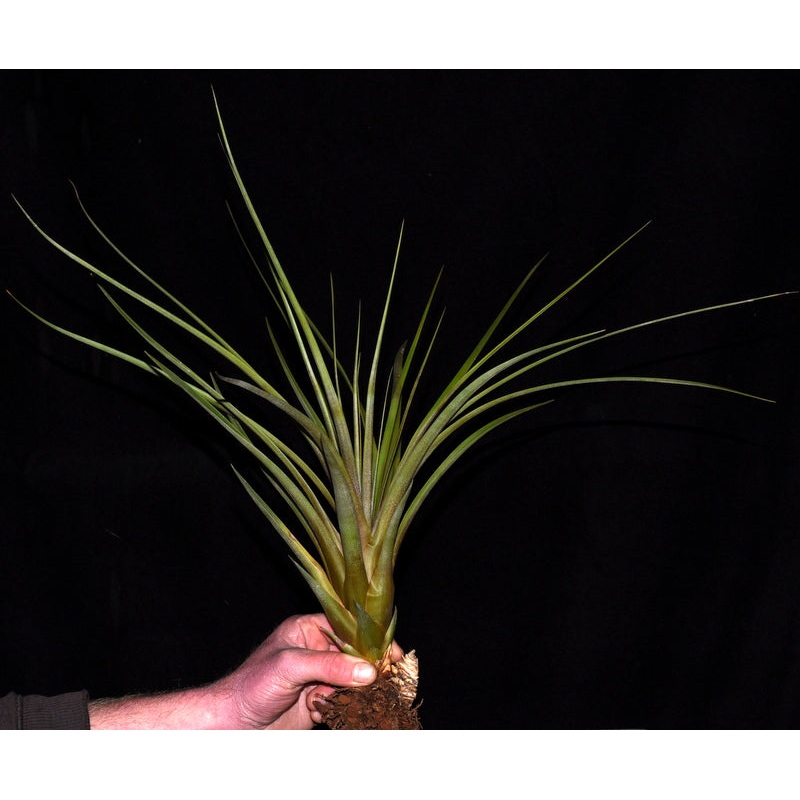Tillandsia rodriguezeana