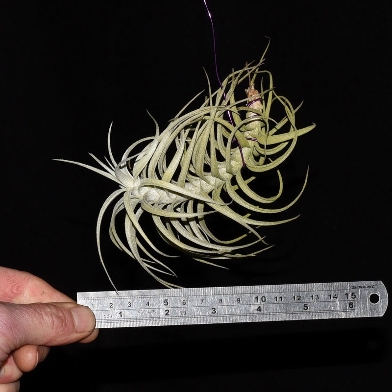 Tillandsia ‘Sweet Isabel’