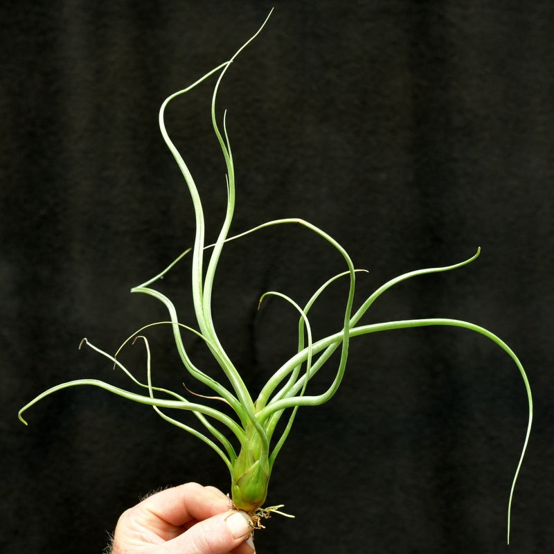 Tillandsia ‘Wavy Wonder’