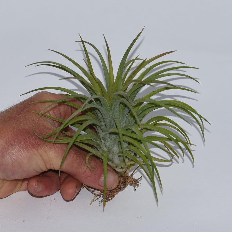 Tillandsia x Victoria ‘Red Splendor’