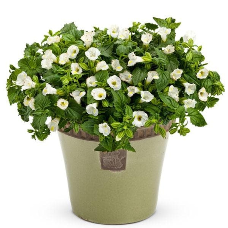 Torenia (White) – Plant