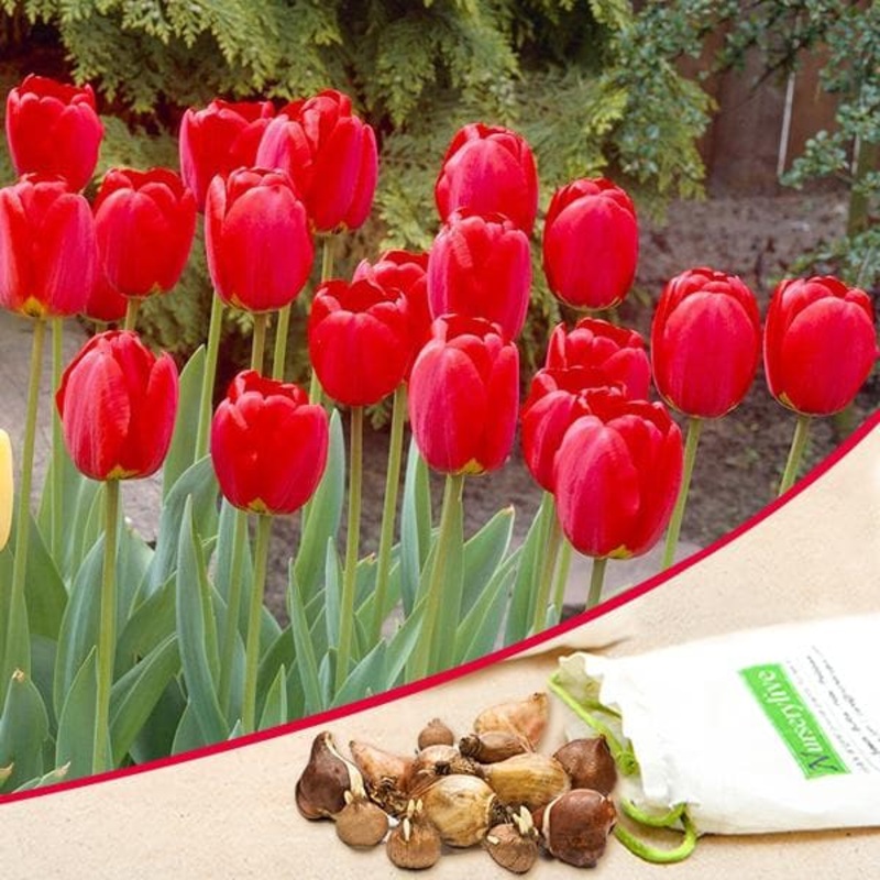 Tulip Stem Tent (Red) – Bulbs (set of 5)