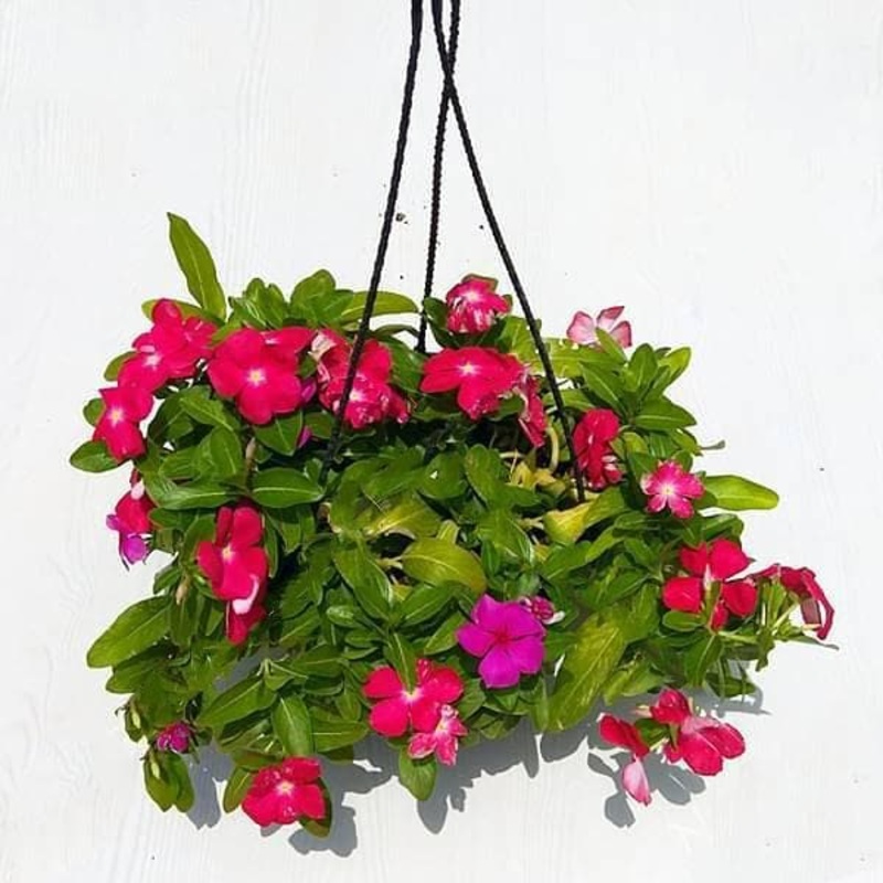 Vinca, Catharanthus roseus (Hanging Basket) – Plant