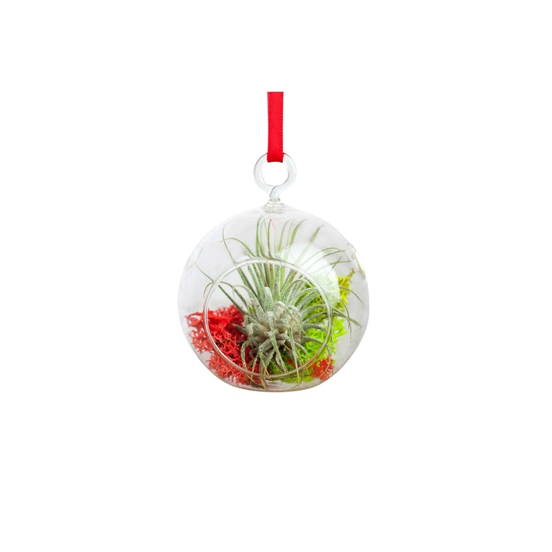 Wholesale – Mini Jolly Ornament with Tillandsia Ionantha Air Plant