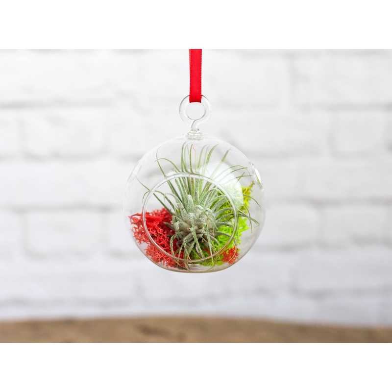 Wholesale: Mini Jolly Terrarium with Tillandsia Ionantha Air Plant