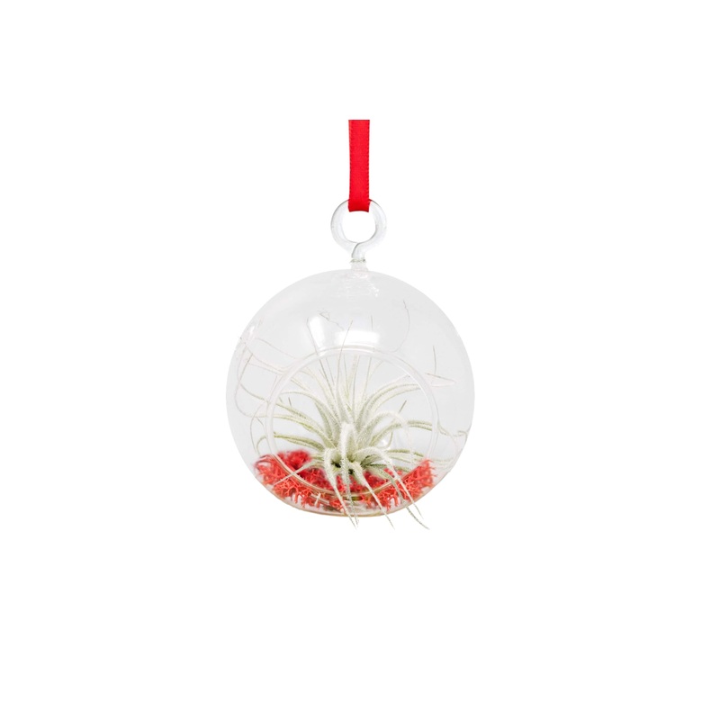 Wholesale: Mini Snowflake Ornament with Tillandsia Tectorum Air Plant