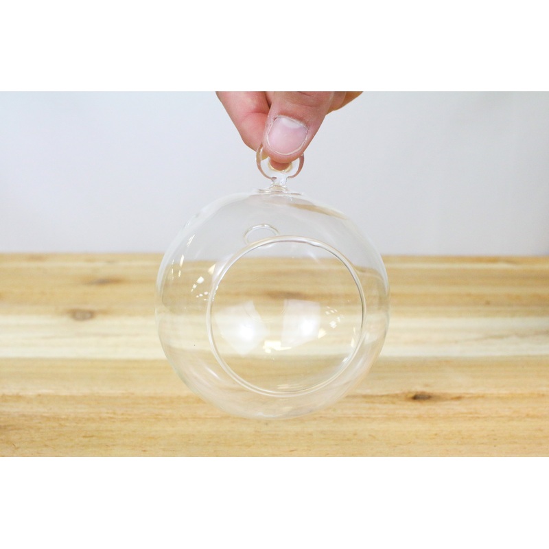Wholesale: Round Bottom Hanging Globe Terrariums [Min Order 48]