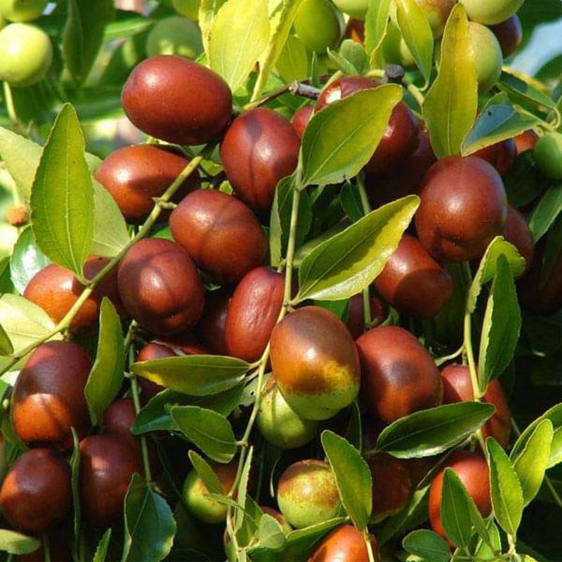 Ziziphus Jujuba, Red Date, Ber- 0.5 kg Seeds