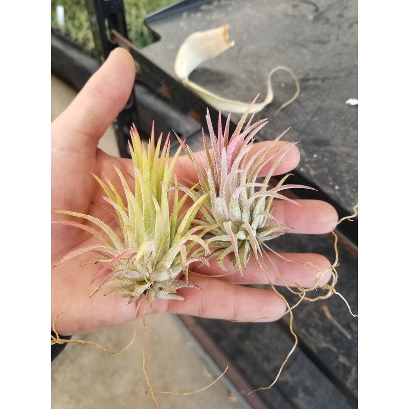 10 pack Tillandsia Ionantha Rubra air plant 10 pack sale