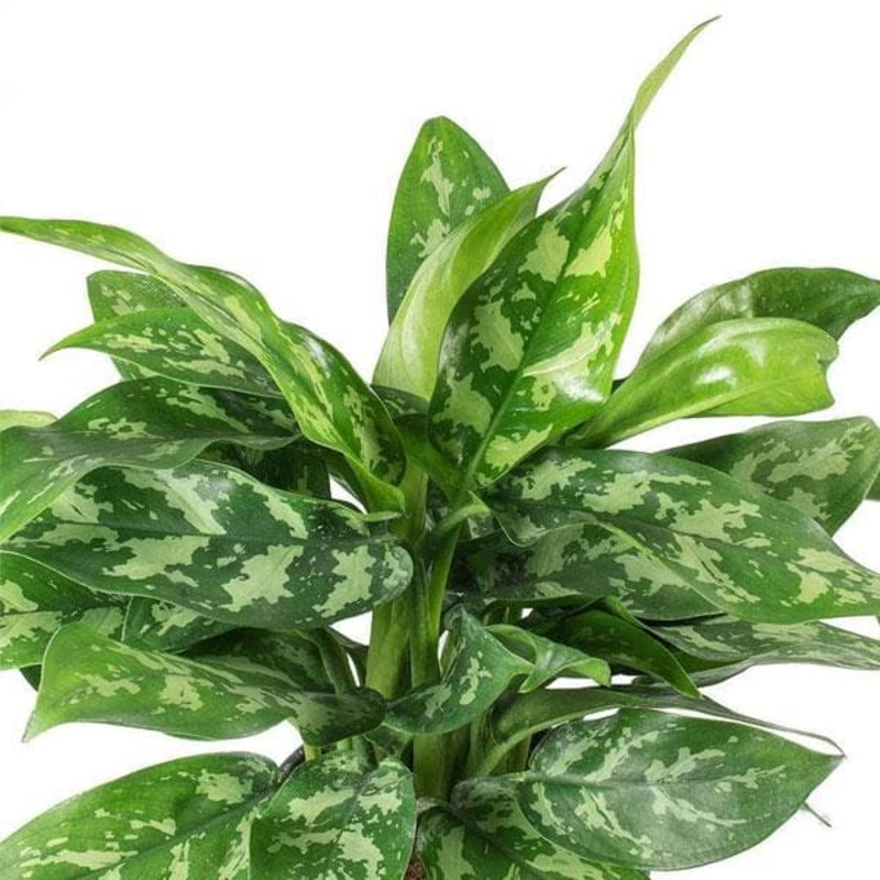 Aglaonema Commutatum Malay Beauty – Plant