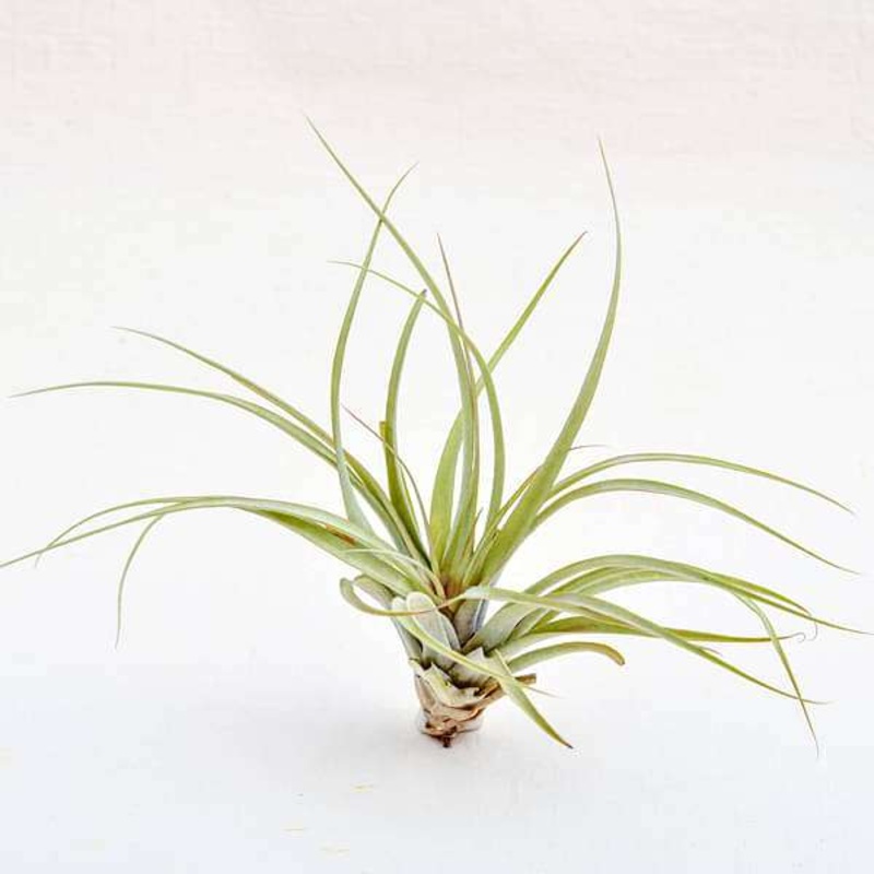 Air Plant, Tillandsia brachycaulos (Large) – Plant