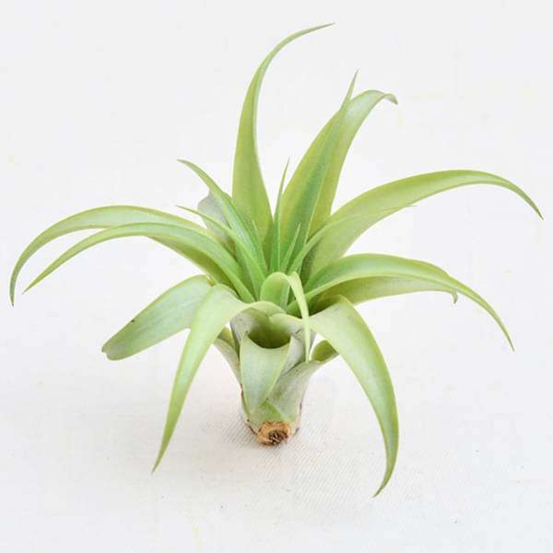 Air Plant, Tillandsia brachycaulos (Medium) – Plant
