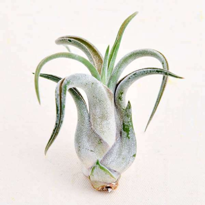 Air Plant, Tillandsia caput medusae (Small) – Plant
