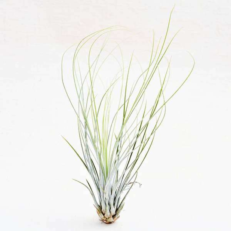 Air Plant, Tillandsia juncifolia (Medium) – Plant