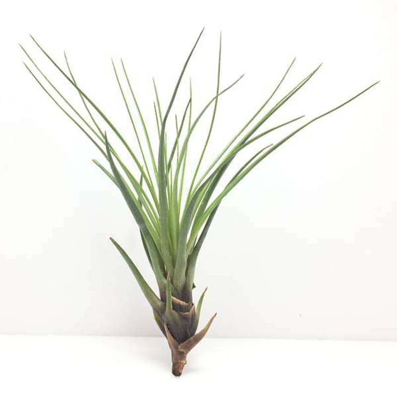 Air Plant, Tillandsia tricolor (Big) – Plant