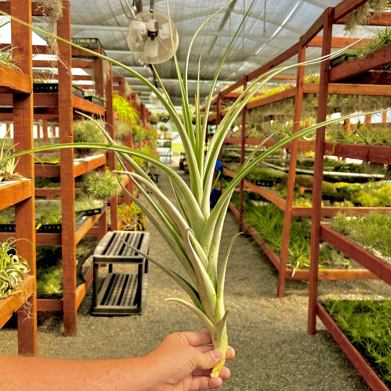 Albida X Intermedia Giant