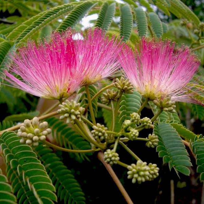 Albizia julibrissin, Pink Siris – Plant